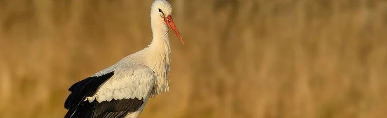 Weißstorch