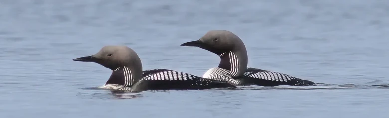 Prachttaucher. Zwei Vögel auf dem Wasser. Hat einen langen, dicken Hals, der oft in einer S-Kurve gehalten wird. Weiße Quadrate auf dem Rücken und auf einem schwarzen Feld an der Kehle.