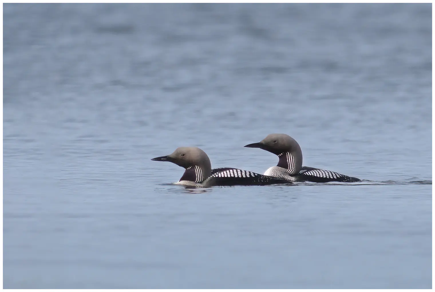 Prachttaucher. Zwei Vögel auf dem Wasser. Hat einen langen, dicken Hals, der oft in einer S-Kurve gehalten wird. Weiße Quadrate auf dem Rücken und auf einem schwarzen Feld an der Kehle.
