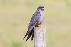 Rotfußfalke