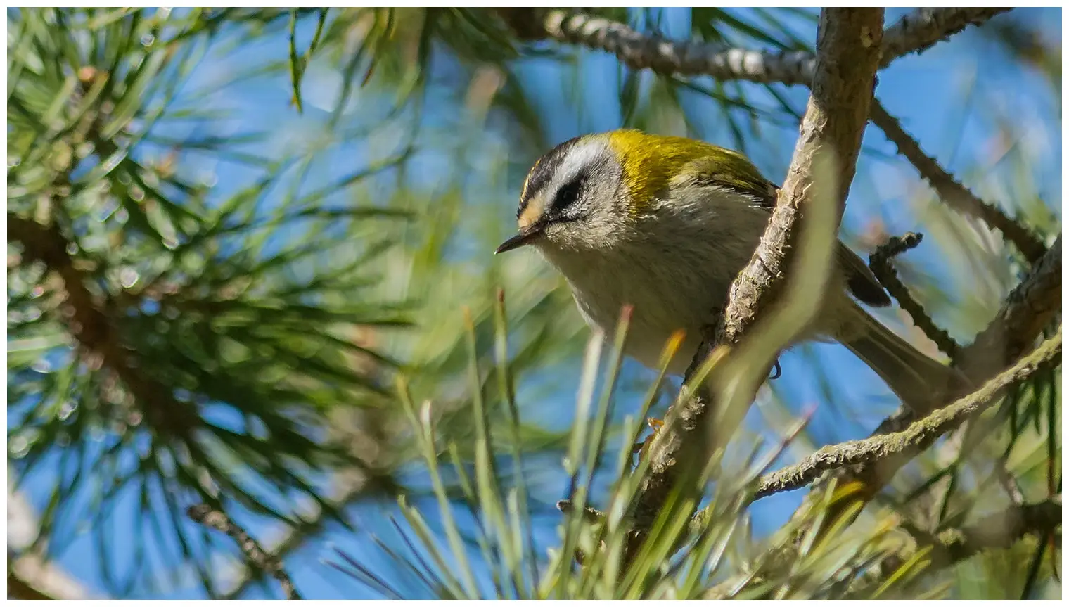 Sommergoldhähnchen