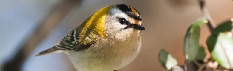 Sommergoldhähnchen