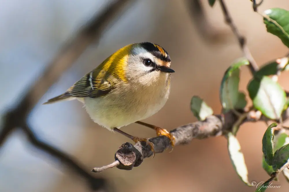 Sommergoldhähnchen