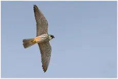 Baumfalke