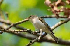 Berglaubsänger