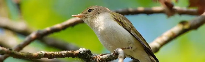 Berglaubsänger