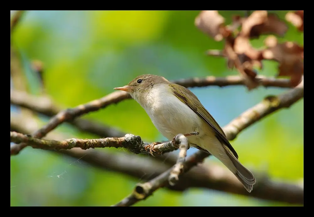Berglaubsänger