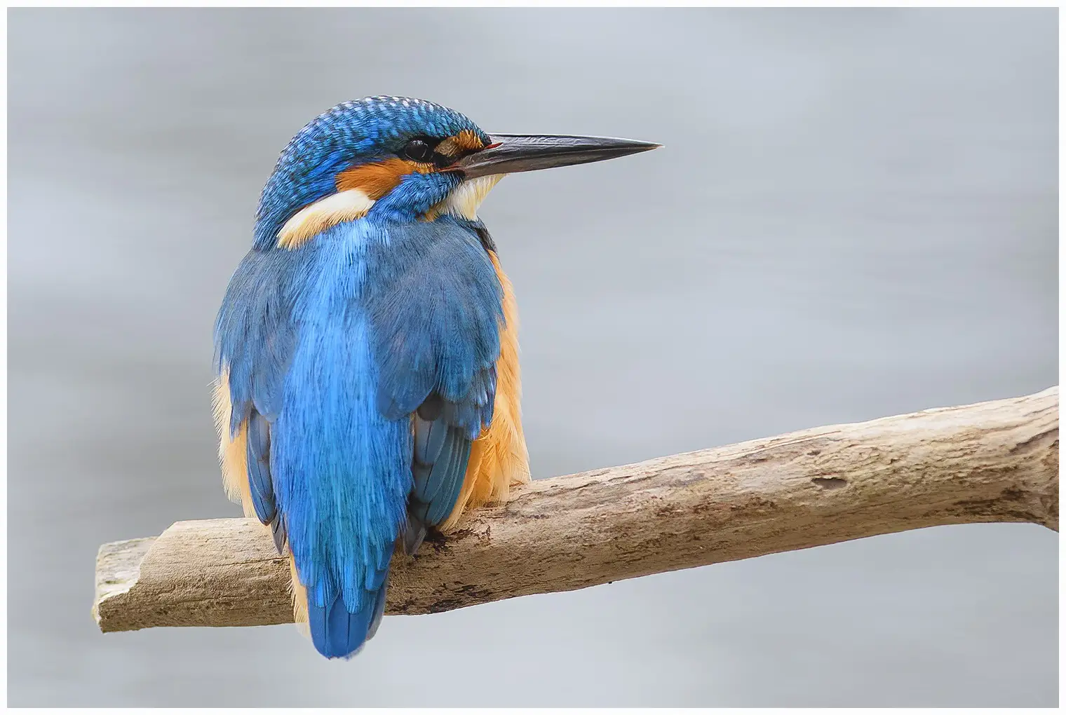 Eisvogel
