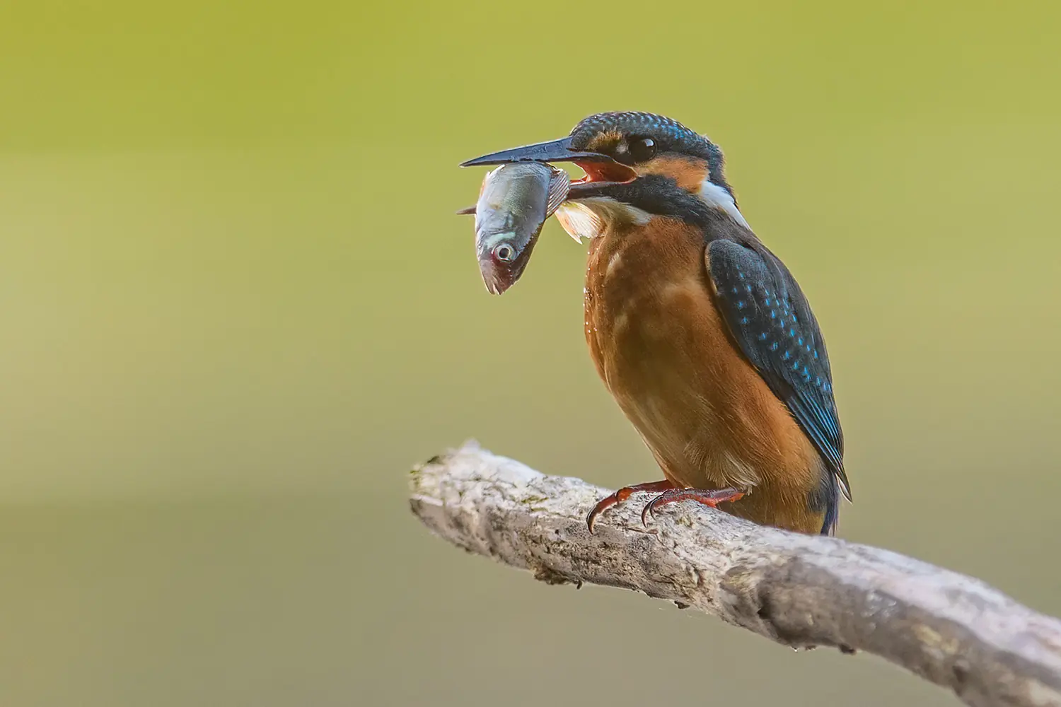 Eisvogel