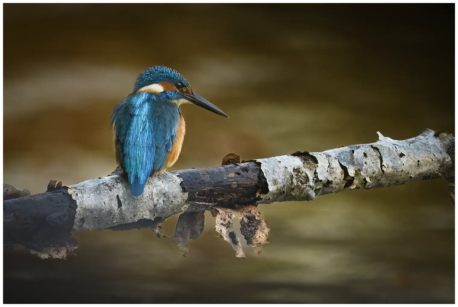 Eisvogel