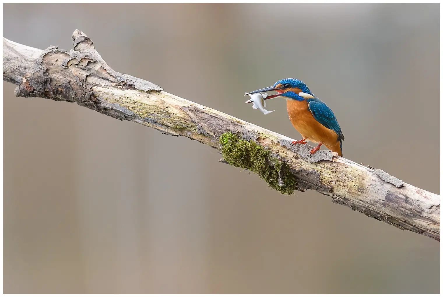 Eisvogel