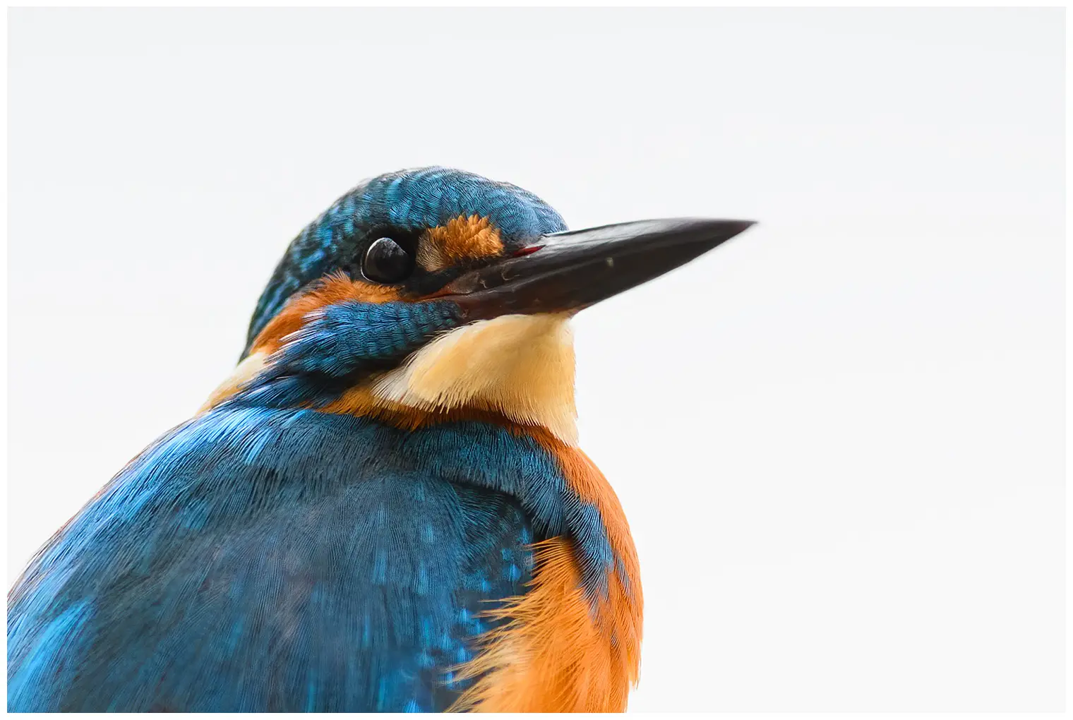 Eisvogel