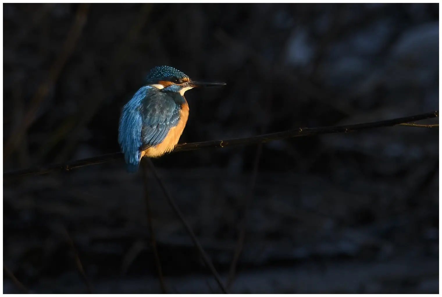 Eisvogel