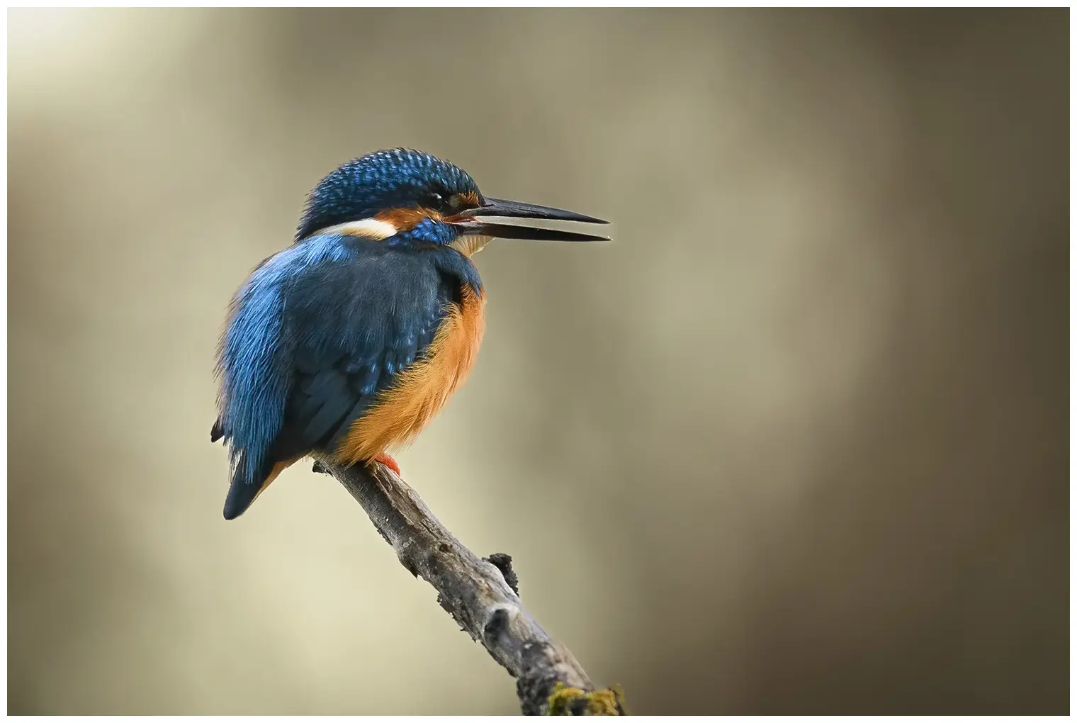 Eisvogel