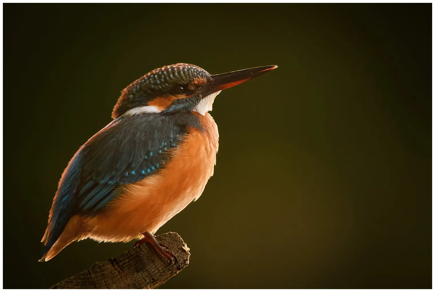 Eisvogel