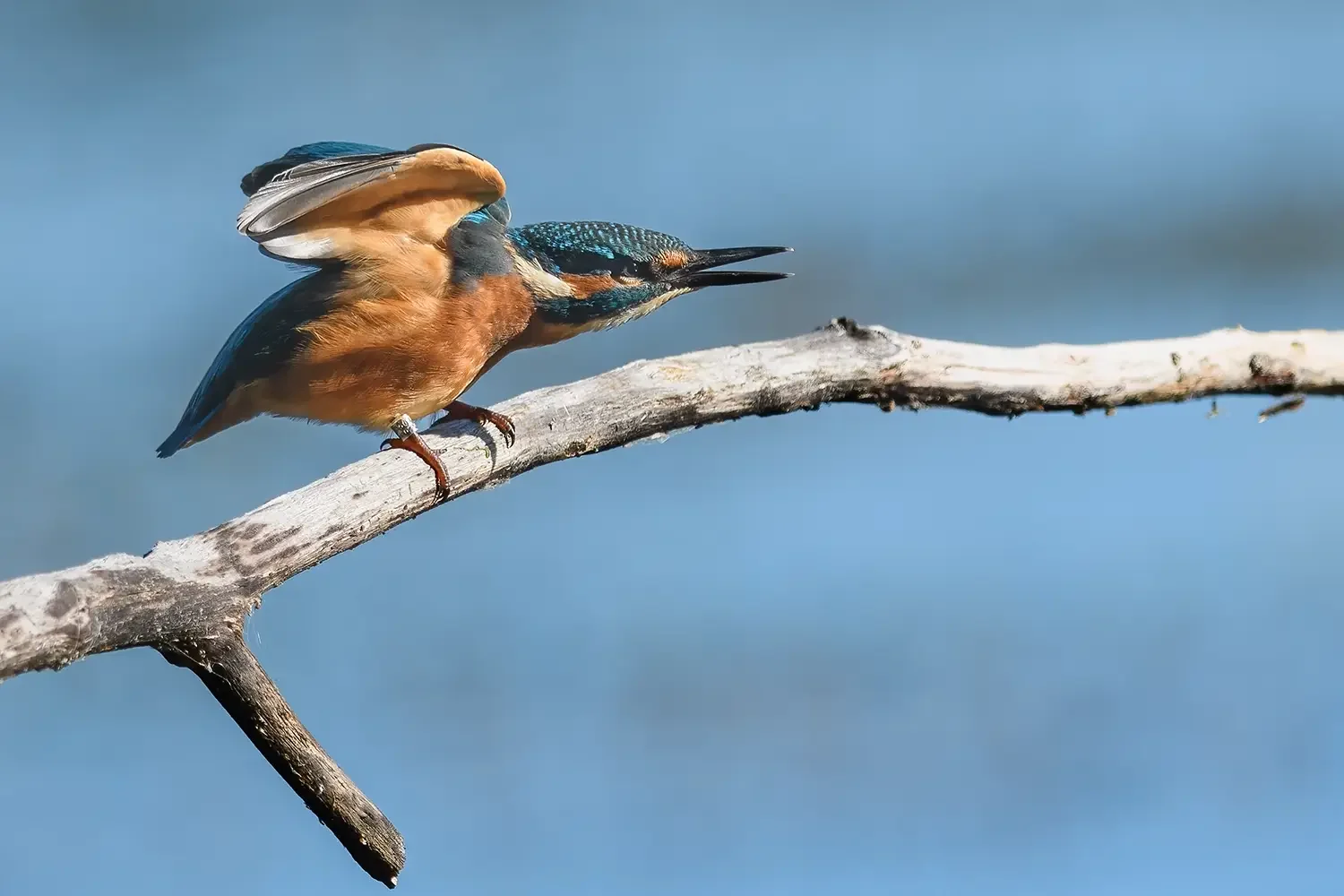 Eisvogel