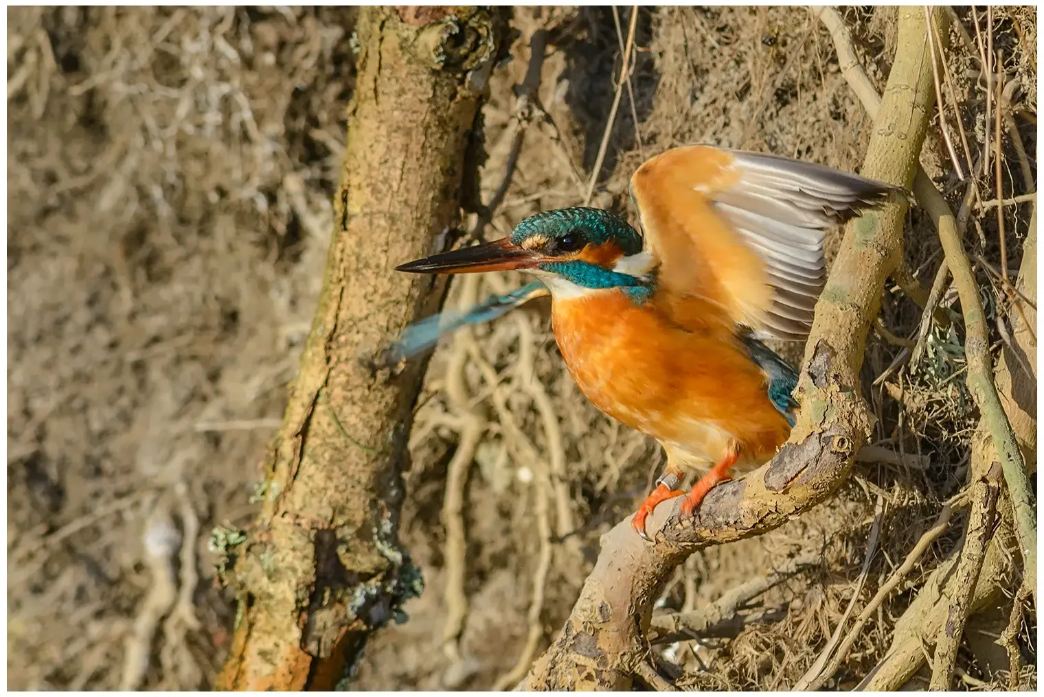 Eisvogel