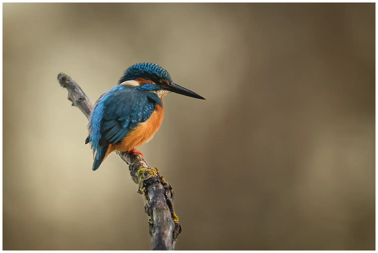Eisvogel
