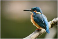Eisvogel