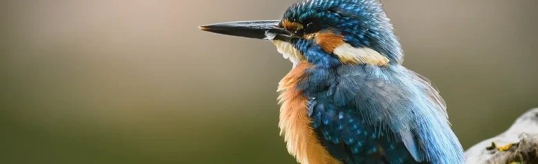 Eisvogel