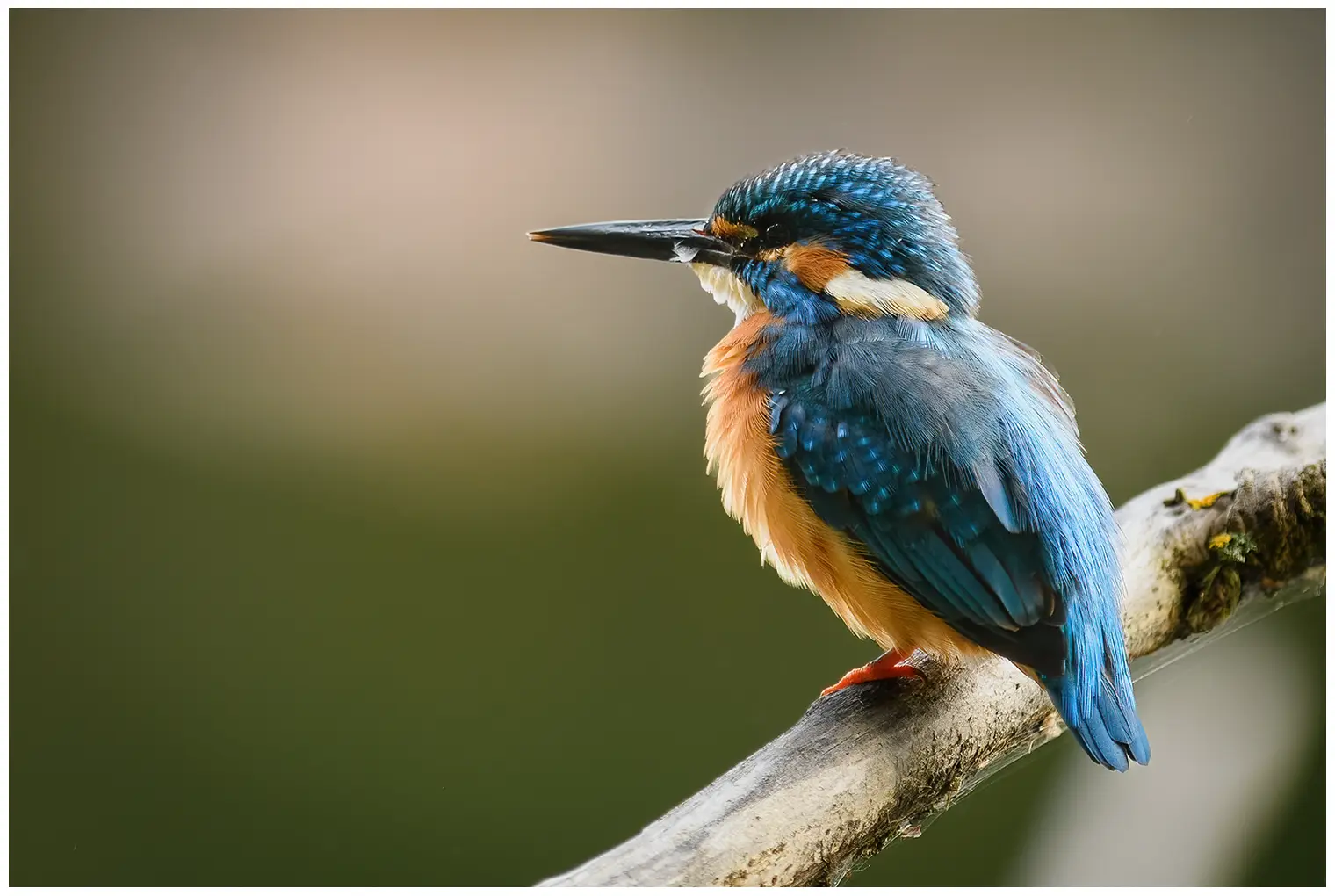 Eisvogel