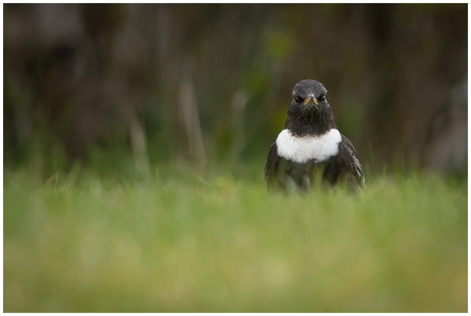 Ringdrossel