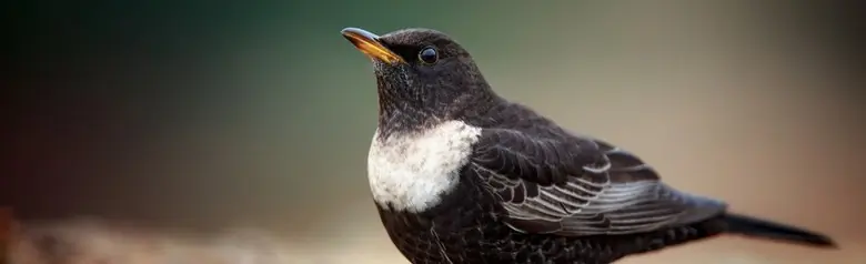 Ringdrossel. Aufmerksamer männlicher Vogel am Boden. Halbmondförmiger heller Ring auf der Brust.