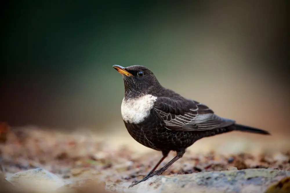 Ringdrossel. Aufmerksamer männlicher Vogel am Boden. Halbmondförmiger heller Ring auf der Brust.