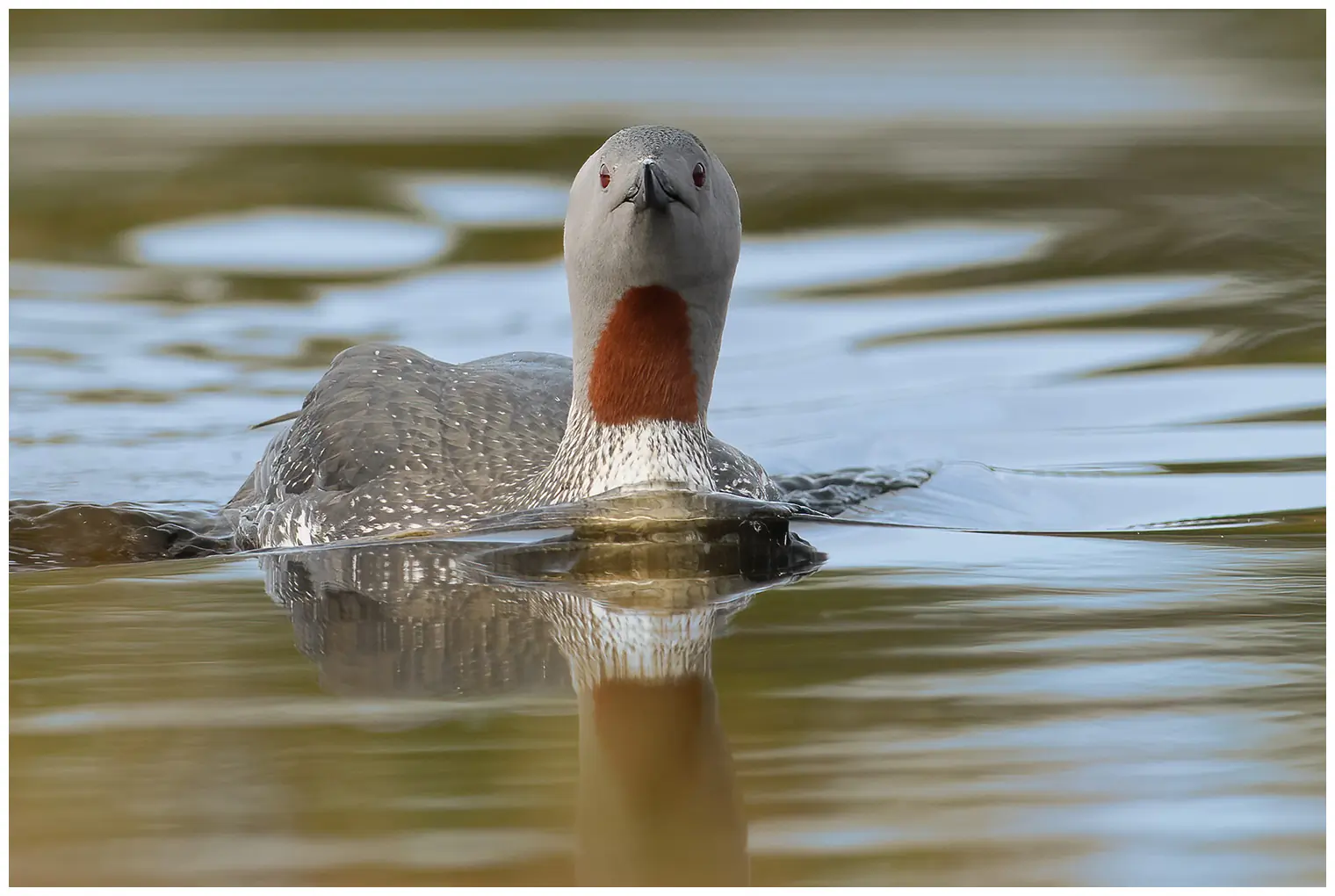 Sterntaucher