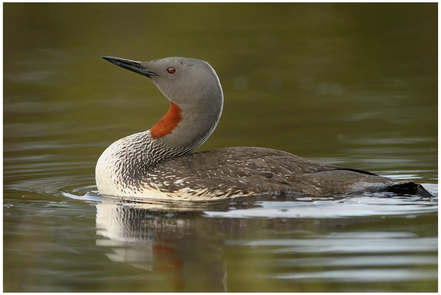 Sterntaucher