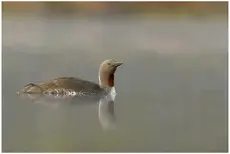 Sterntaucher