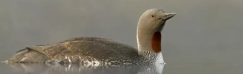 Sterntaucher. Rötlich-brauner Bereich an der Kehle und schwarz-weiß gestreifter Nacken.