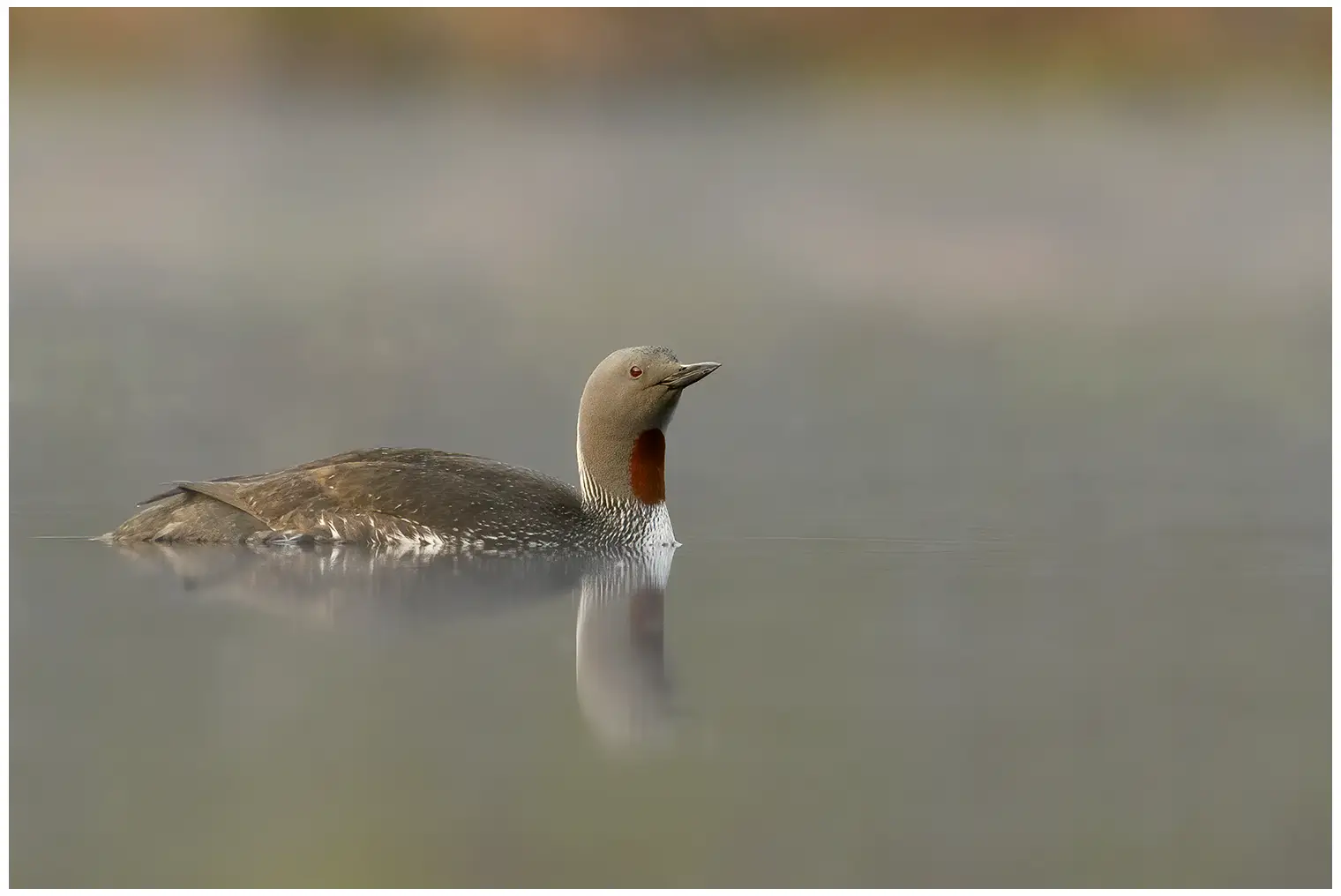 Sterntaucher. Rötlich-brauner Bereich an der Kehle und schwarz-weiß gestreifter Nacken.