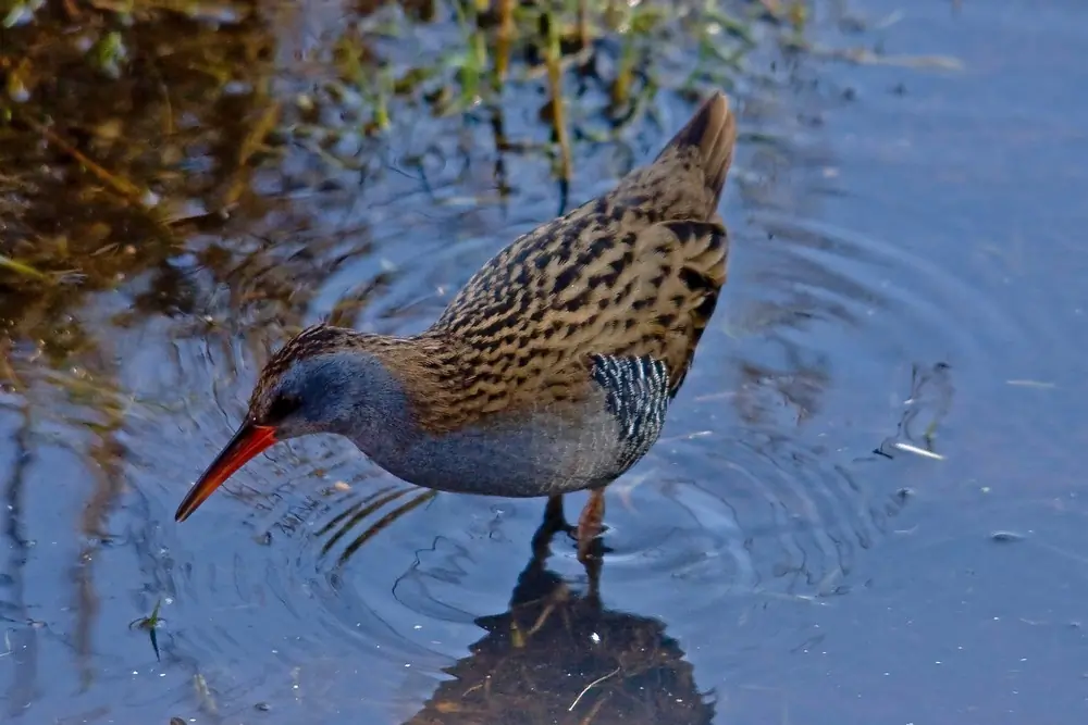 Wasserralle