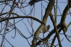 Gartenbaumläufer