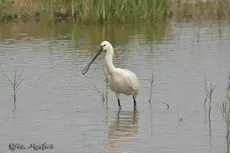 Löffler