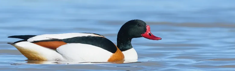 Brandgans. Eine große Ente mit einem roten Schnabel und einem schwarzen Kopf. Braune Markierungen auf dem ansonsten schwarz-weißen Vogel.