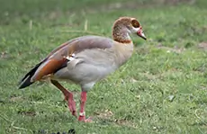Nilgans