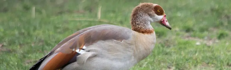 Nilgans. Wandert hier an Land. Buntes Gefieder mit brauner Augenmaske, lange blassrote Beine und Schnabel in derselben Farbe.
