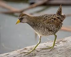 Tüpfelsumpfhuhn