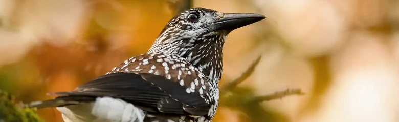 Tannenhäher. Braun und gesprenkelt mit zahlreichen hellen Flecken. Der Körper ist dunkelbraun und die Flügel sind blauschwarz.