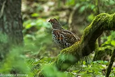 Haselhuhn