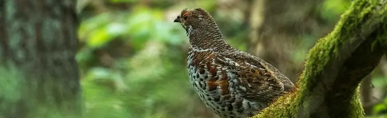 Haselhuhn