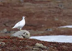 Alpenschneehuhn