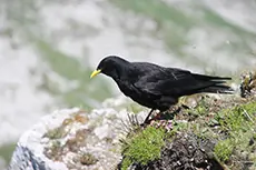 Alpendohle