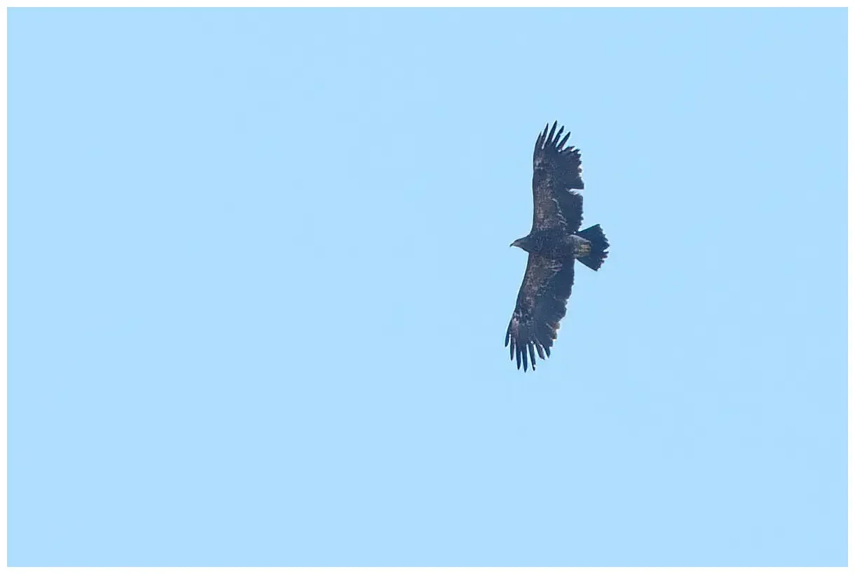 Schreiadler