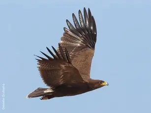Schreiadler