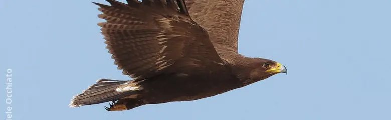 Schreiadler. Hier im Flug mit nach oben gerichteten Flügeln zu sehen. Ausgeprägter Adlercharakter mit Flügeln, die von der Wurzel bis zur Spitze gleich breit sind.