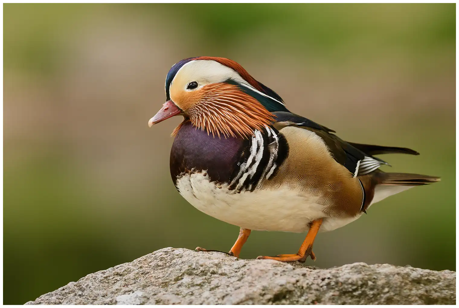 Mandarinente