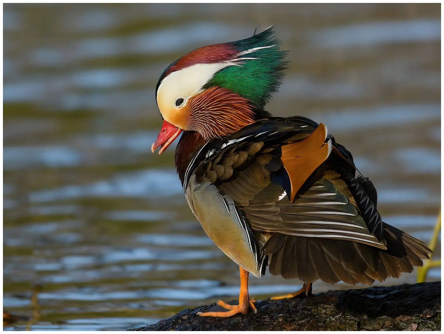 Mandarinente